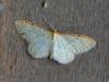 Idaea humiliata